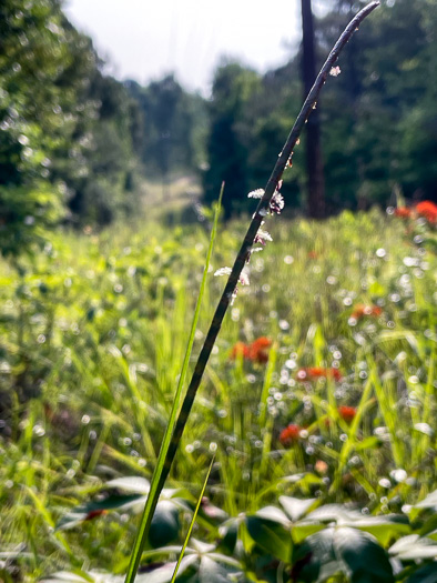 image of Mnesithea cylindrica, Carolina Jointgrass