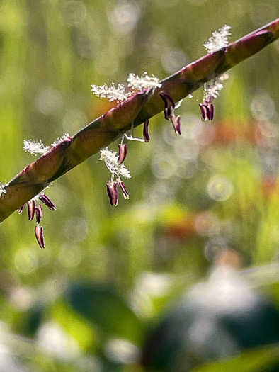 image of Mnesithea cylindrica, Carolina Jointgrass