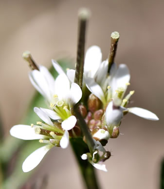 image of Cardamine hirsuta, Hairy Bittercress