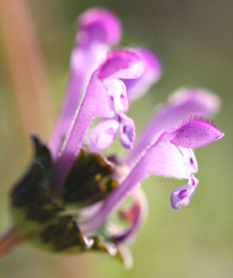 image of Lamium amplexicaule var. amplexicaule, Henbit, Henbit Deadnettle