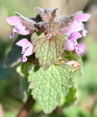 image of Lamium purpureum, Purple Deadnettle, Red Deadnettle, Purple Archangel