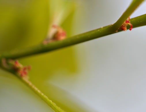 image of Quercus nigra, Water Oak, Paddle Oak