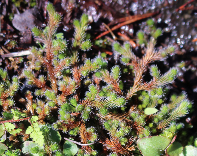 Rock Spikemoss