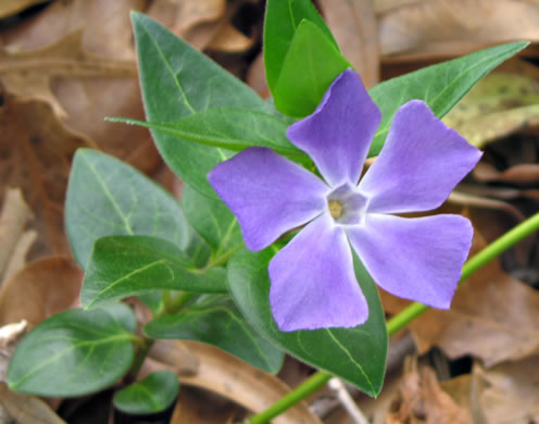 image of Vinca major, Bigleaf Periwinkle, Greater Periwinkle