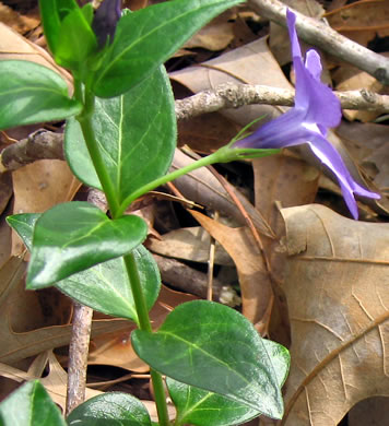 image of Vinca major, Bigleaf Periwinkle, Greater Periwinkle