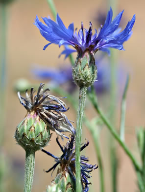 image of Cyanus segetum, Bachelor's Buttons, Cornflower