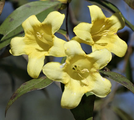 image of Gelsemium sempervirens, Carolina Jessamine, Yellow Jessamine