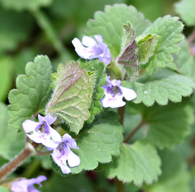 image of Glechoma hederacea, Ground Ivy, Gill-over-the-ground, Creeping Charlie