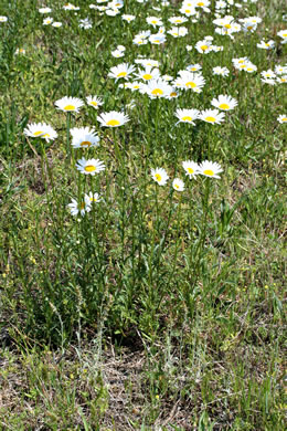 image of Leucanthemum vulgare, Oxeye Daisy, Common Daisy