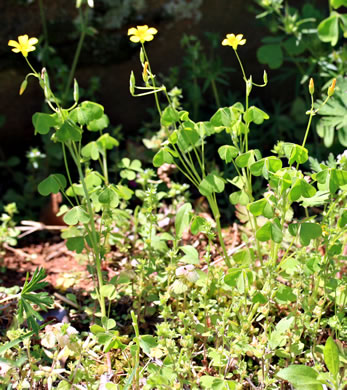 image of Oxalis stricta, Common Yellow Wood-sorrel