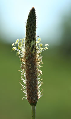 image of Plantago lanceolata, English Plantain, Buckhorn Plantain, Rib-grass, Narrowleaf Plantain