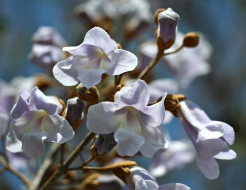 image of Paulownia tomentosa, Princess Tree, Empress Tree, Royal Paulownia