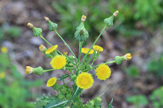 image of Sonchus asper, Prickly Sowthistle, Spiny-leaf Sowthistle