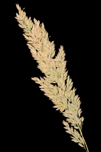 image of Holcus lanatus, Velvet-grass, Soft Grass