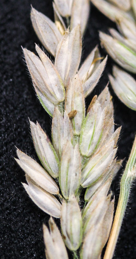 image of Holcus lanatus, Velvet-grass, Soft Grass