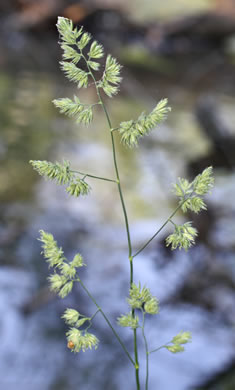 image of Dactylis glomerata, Orchard Grass