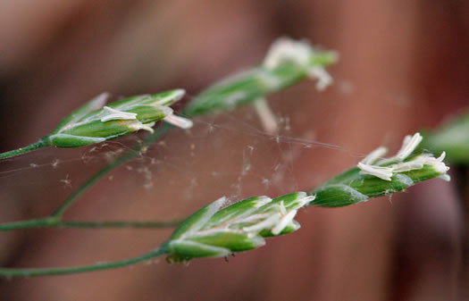 image of Poa autumnalis, Autumn Bluegrass