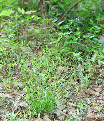 image of Poa autumnalis, Autumn Bluegrass