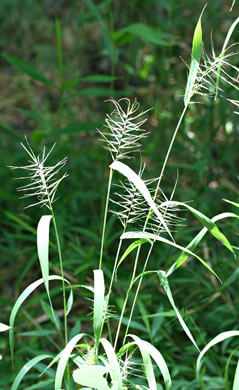 image of Elymus hystrix var. hystrix, Common Bottlebrush Grass, Eastern Bottlebrush-grass