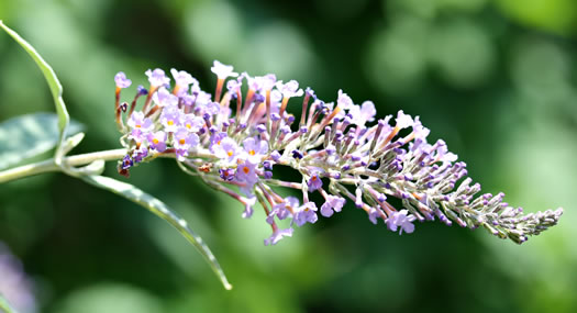 image of Buddleja davidii, Orange-eye Butterflybush, Summer-lilac