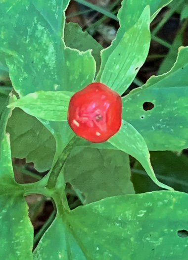 image of Trillidium undulatum, Painted Trillium, Striped Wake-robin