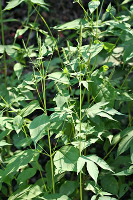 image of Ambrosia trifida var. trifida, Giant Ragweed, Great Ragweed