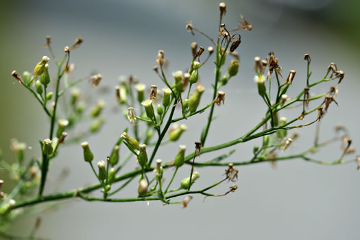 image of Erigeron canadensis, Common Horseweed