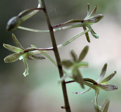 image of Tipularia discolor, Cranefly Orchid