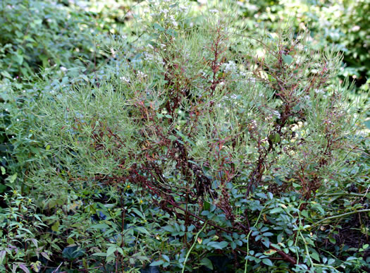 image of Epilobium coloratum, Purpleleaf Willowherb, Bronze Willowherb, Eastern Willowherb