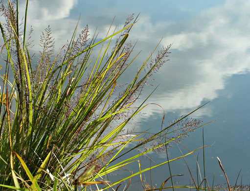 image of Coleataenia rigidula ssp. rigidula, Redtop Panicgrass