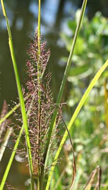 image of Coleataenia rigidula ssp. rigidula, Redtop Panicgrass