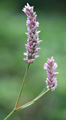 image of Persicaria pensylvanica, Pennsylvania Smartweed, Pinkweed, Common Smartweed