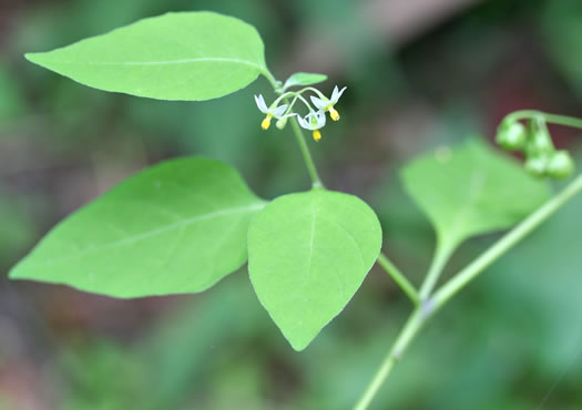 image of Solanum emulans, Eastern Black Nightshade