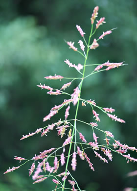 image of Sorghum halepense, Johnsongrass