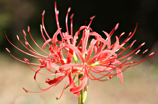 image of Lycoris radiata var. radiata, Red Spider Lily, Hurricane Lily, Surprise Lily, Naked Ladies