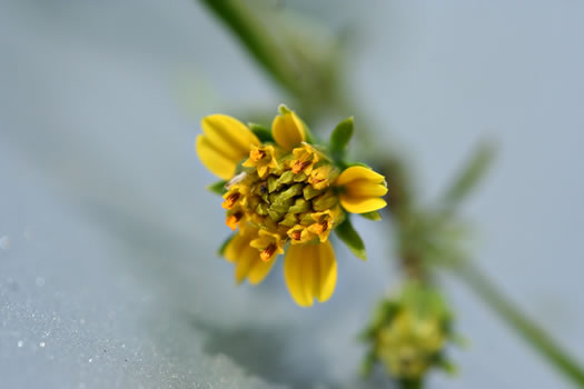 image of Bidens bipinnata, Spanish Needles