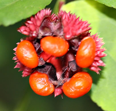 image of Euonymus americanus, Hearts-a-bustin', Strawberry-bush