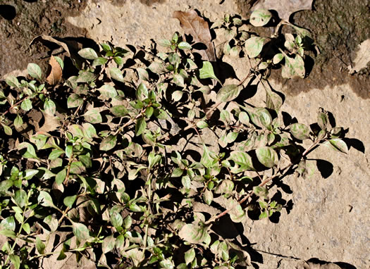 image of Ludwigia palustris, Common Water-purslane, Marsh Purslane, Marsh Seedbox