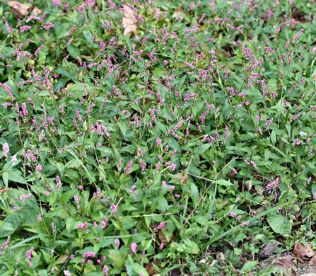 image of Persicaria hydropiperoides, Mild Waterpepper, Swamp Smartweed