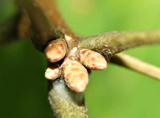 image of Quercus montana, Rock Chestnut Oak, Mountain Oak, Tanbark Oak