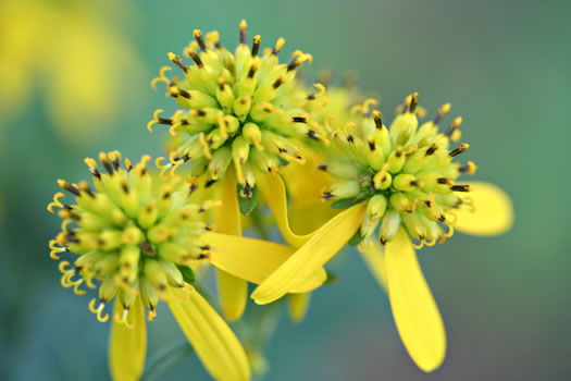 image of Verbesina alternifolia, Common Wingstem