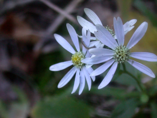 image of Eurybia mirabilis, Piedmont Aster, Bouquet Aster