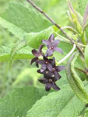 image of Matelea carolinensis, Carolina Spinypod, Climbing Milkweed, Climbing Milkvine, Maroon Carolina Milkvine