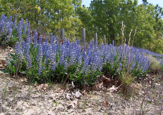 image of Lupinus diffusus, Blue Sandhill Lupine, Sky-blue Lupine