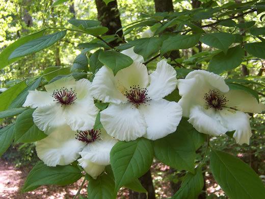 image of Stewartia malacodendron, Silky Camellia, Virginia Stewartia, Stewartia