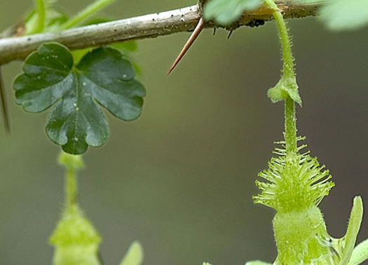 image of Ribes echinellum, Miccosukee Gooseberry, Spiny Gooseberry, Florida Gooseberry