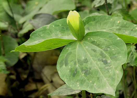 image of Trillium discolor, Pale Yellow Trillium, Faded Trillium, Small Yellow Toadshade, Savannah River Trillium