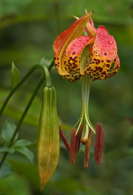 image of Lilium michauxii, Carolina Lily, Michaux’s Lily