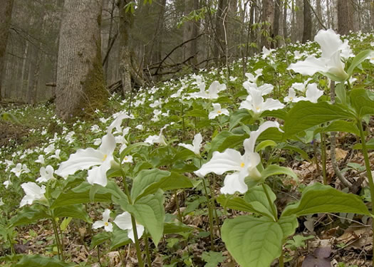 image of Trillium grandiflorum, Large-flowered Trillium, Great White Trillium, White Wake-robin, Showy Wake-robin