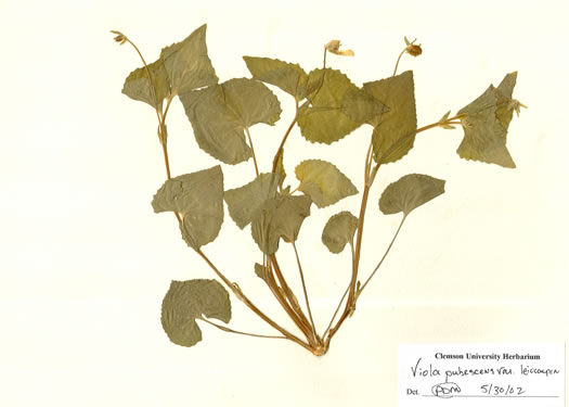 image of Viola eriocarpa, Smooth Yellow Forest Violet, Smooth Yellow Violet